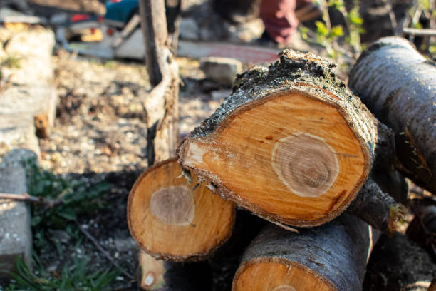 How Our Tree Care Process Works  in  Audubon, NJ